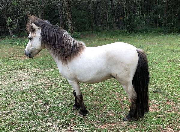 buckskin-breeding-flashy-horse