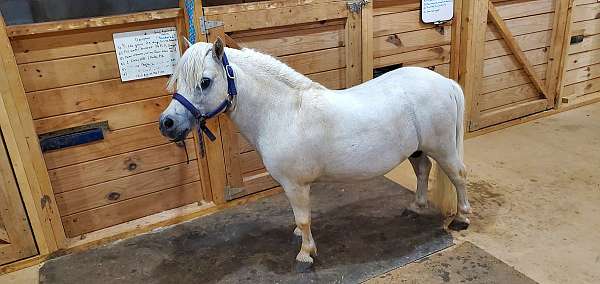 solid-grey-few-white-hairs-horse