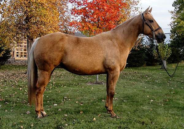 grey-palomino-andalusian-colt