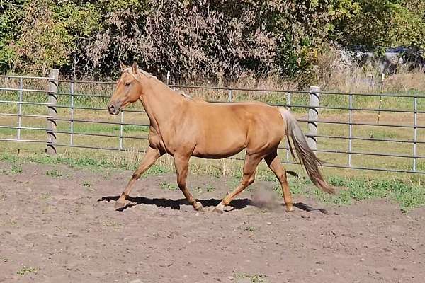 grey-palomino-andalusian-colt