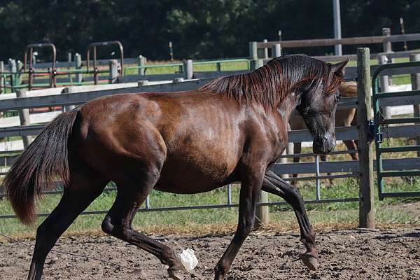 grey-andalusian-filly