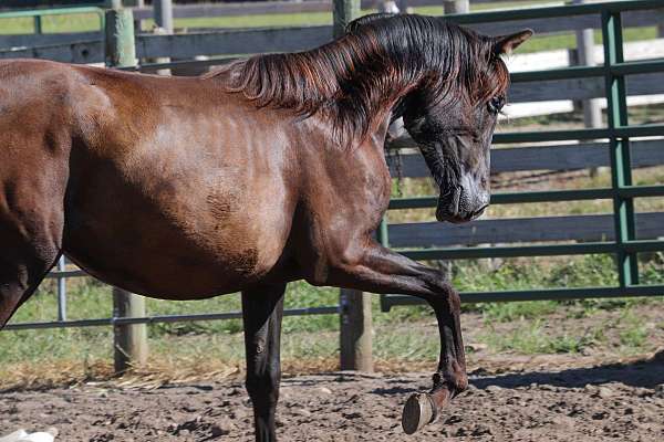 beautiful-head-andalusian-horse