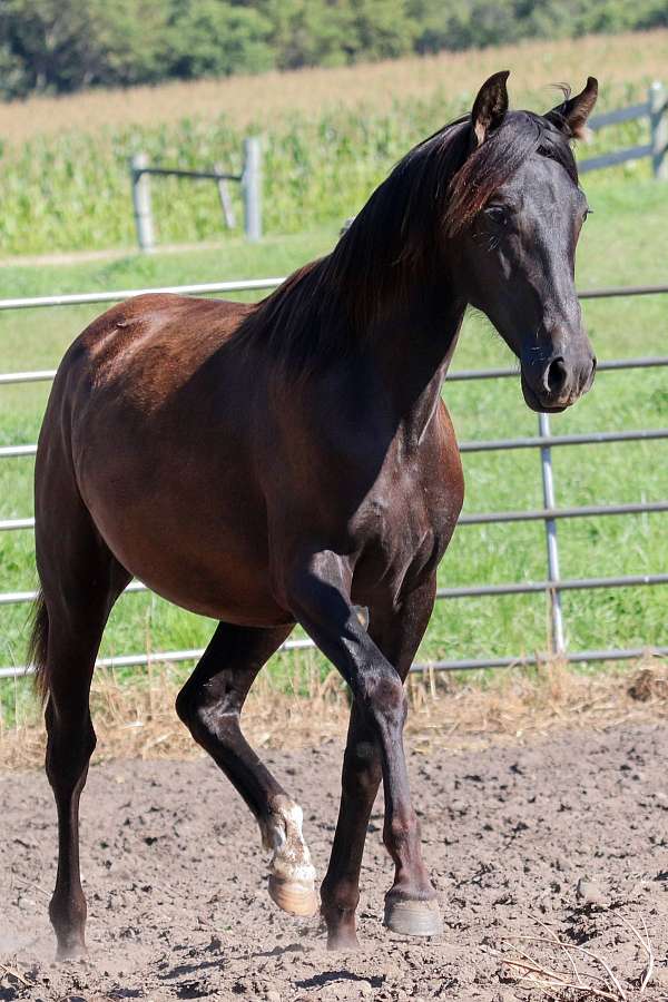 fly-andalusian-horse