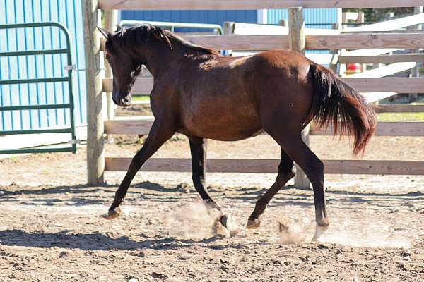 modern-andalusian-horse