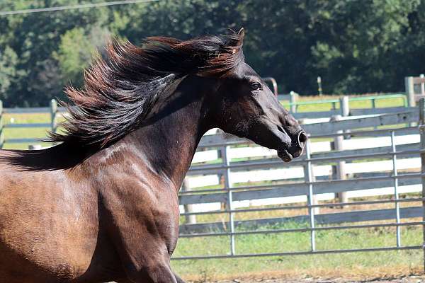 top-quality-andalusian-horse