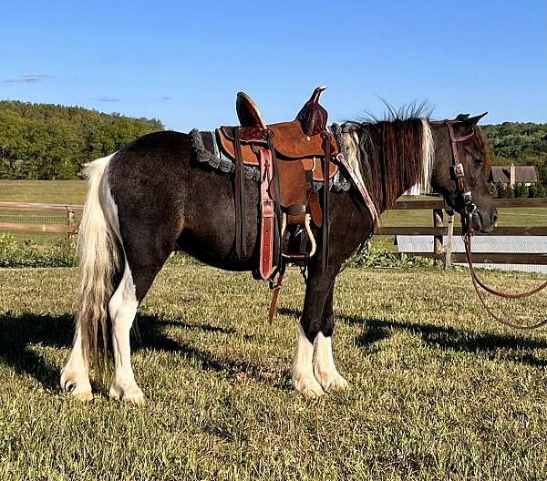 black-white-cross-pony