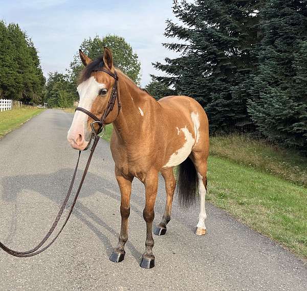 stripe-on-face-left-hind-stocking-pony