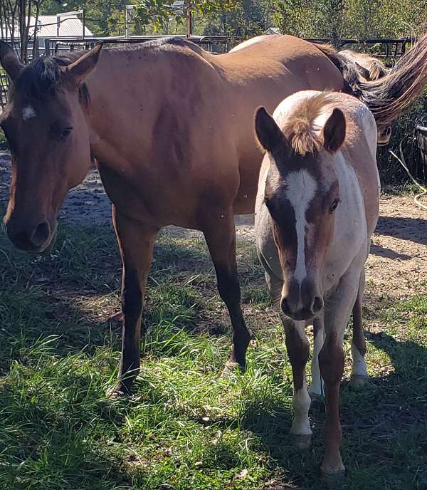 all-around-quarter-horse