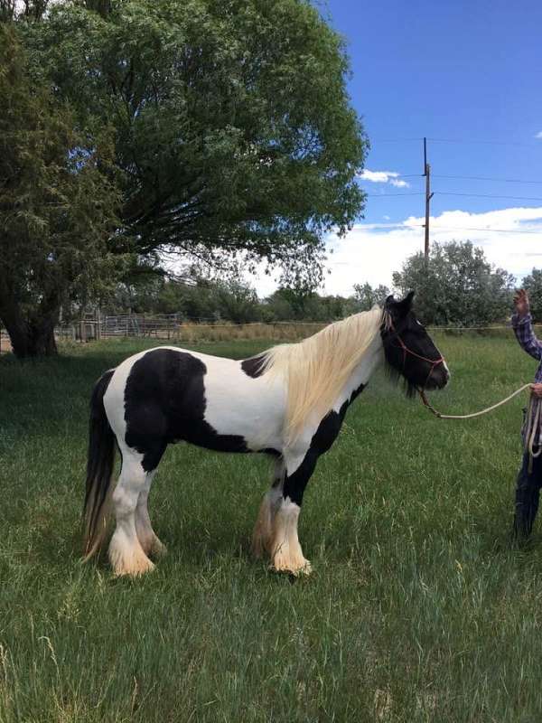 trail-riding-gypsy-vanner-horse