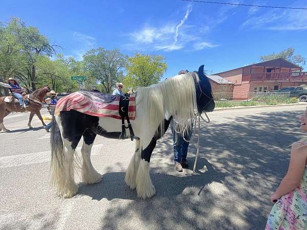 tobiano-gypsy-vanner-gelding