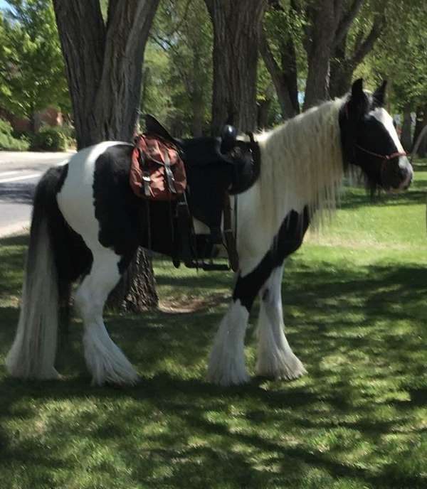 tobiano-trail-riding-horse