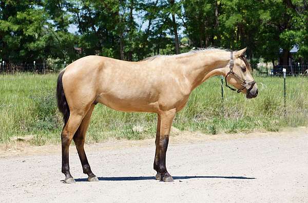 all-around-morgan-horse