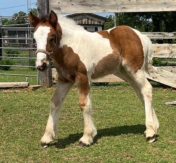 nice-conformation-gypsy-vanner-horse