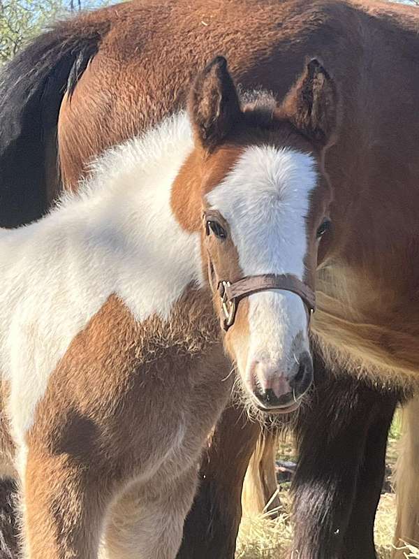 sundance-gypsy-vanner-horse