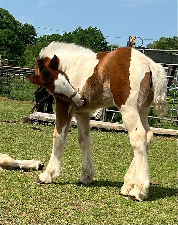 young-filly-gypsy-vanner-horse