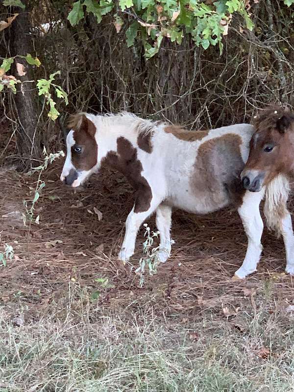 pinto-sorrel-miniature-pinto-horse