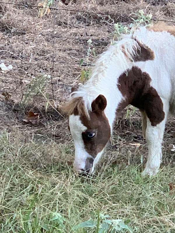 feed-miniature-horse