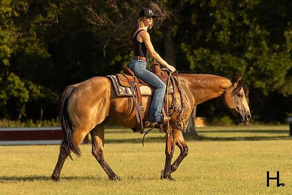 all-around-quarter-horse