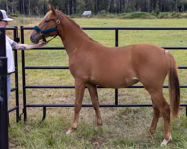 dun-sorrel-dressage-horse