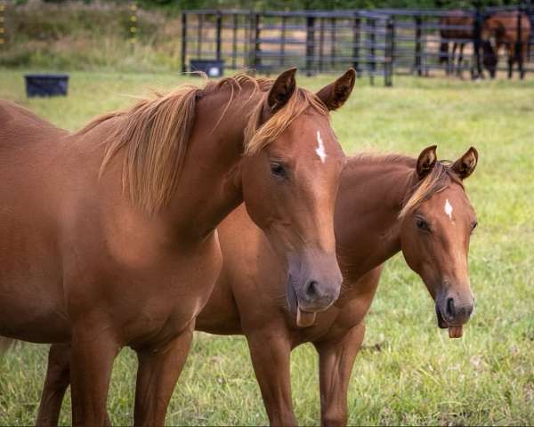 dun-sorrel-harness-horse