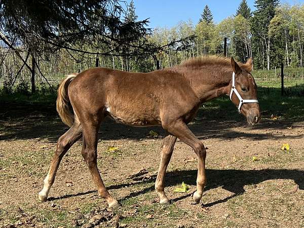 dun-sorrel-jumper-horse