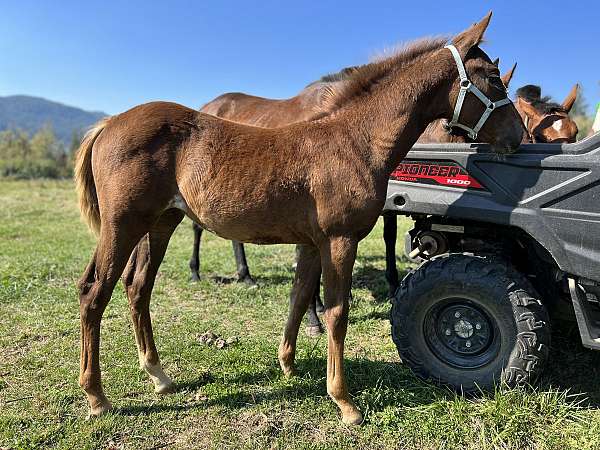 dun-sorrel-show-horse