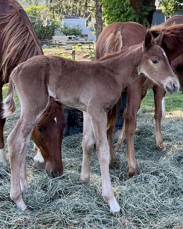 dun-sorrel-kwpn-yearling