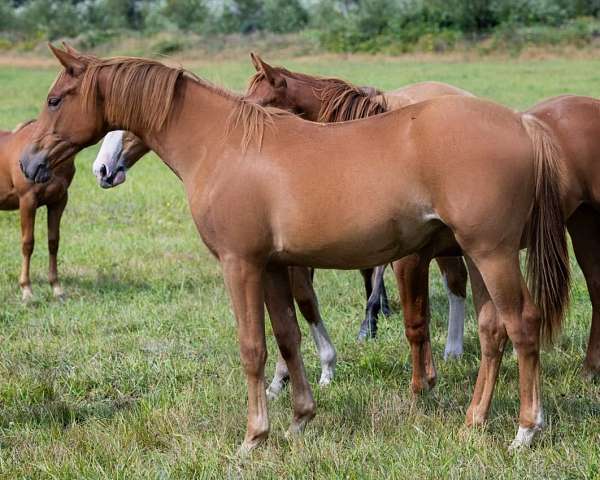 dun-sorrel-quarter-horse-filly