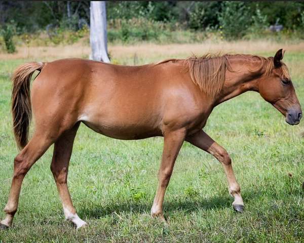 dun-sorrel-quarter-horse-mare