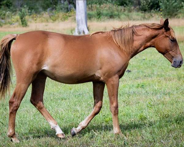 dun-sorrel-quarter-horse-yearling