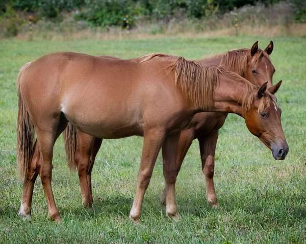 agility-crossbred-pony