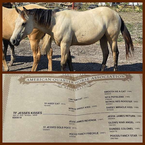 brown-buckskin-filly-mare-for-sale