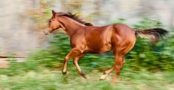 halter-weanling-quarter-horse