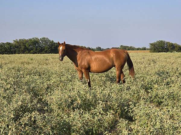 breeding-quarter-horse