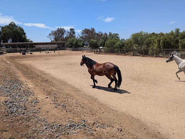 white-stripe-on-face-horse