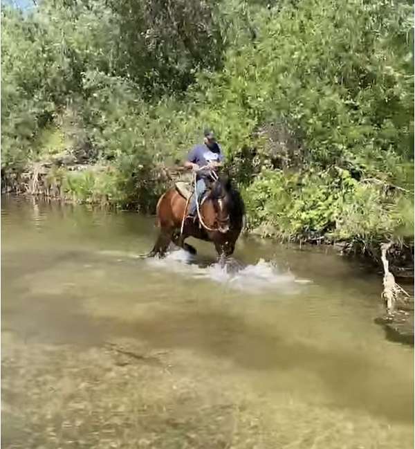 magnificent-draft-horse