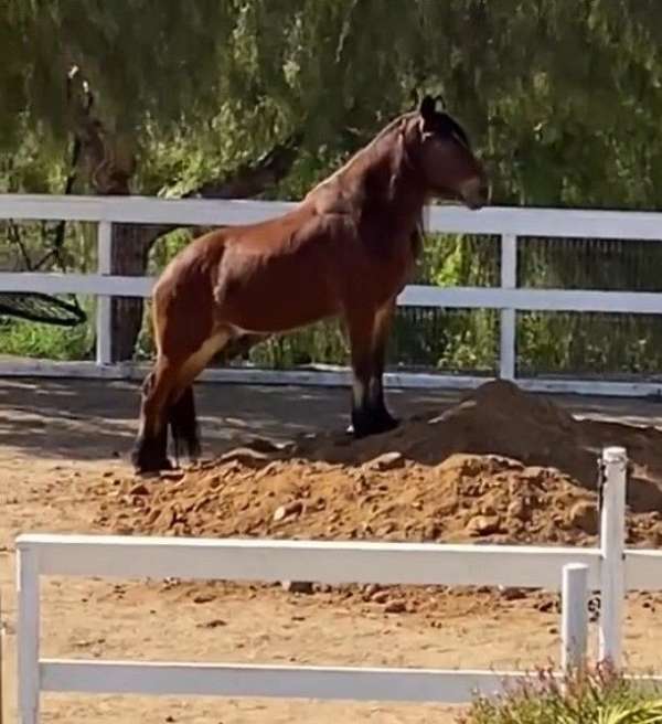 presence-draft-horse