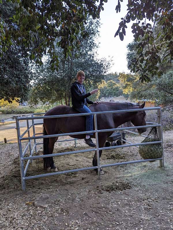 tall-draft-horse