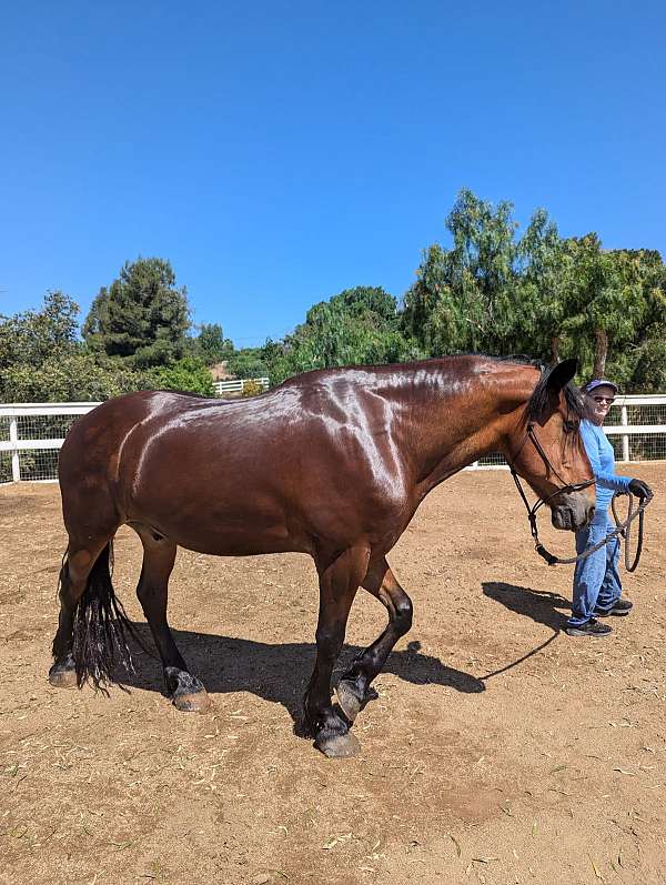 bay-white-stripe-on-face-horse