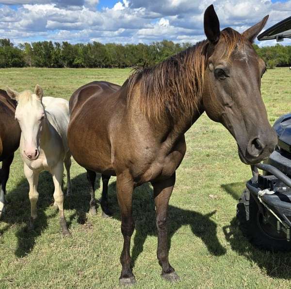 brown-right-hind-pastern-horse