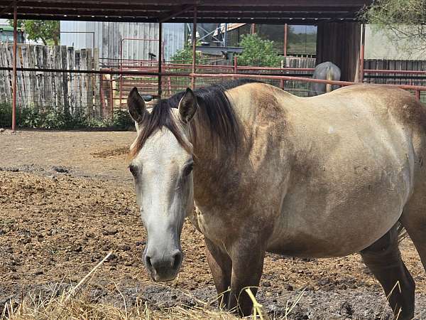 athletic-quarter-horse