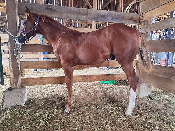 chestnut-star-strip-hind-stockings-horse