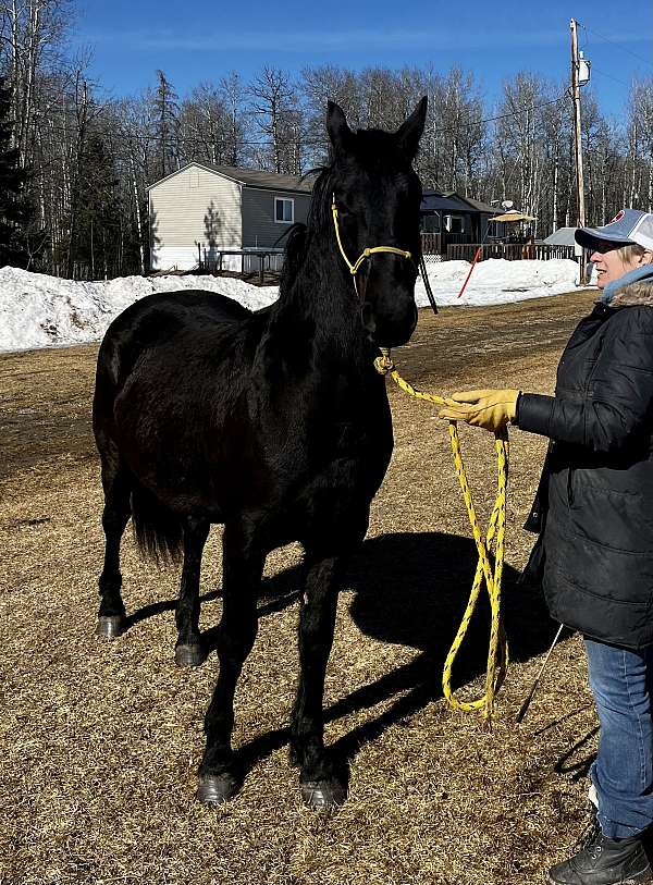 cfha-friesian-stallion