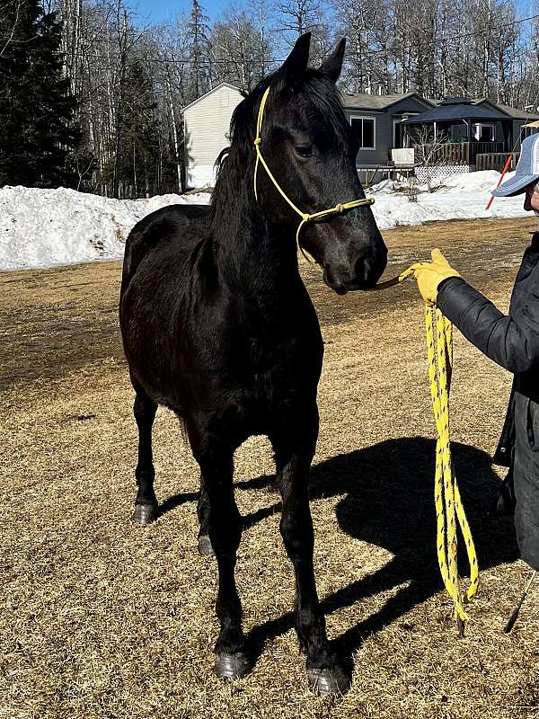 cross-halter-colt-gelding