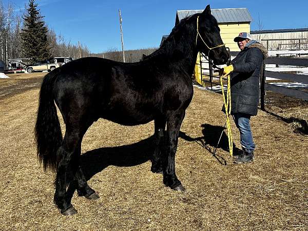 black-friesian-stallion