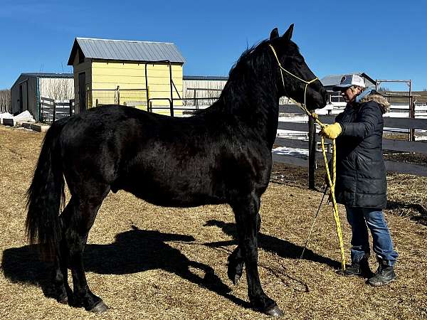 black-cfha-horse