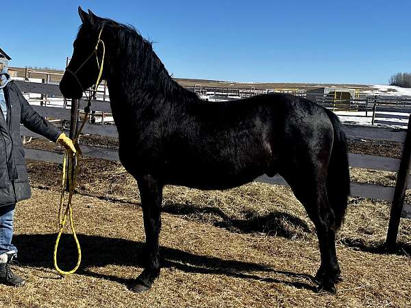 black-stallion-for-sale