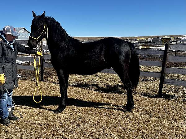 16-hand-friesian-stallion