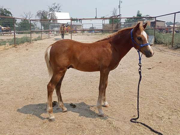 blaze-small-sock-left-fore-horse