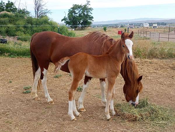 big-blaze-three-high-socks-horse